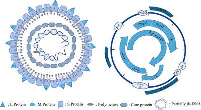 Role of epigenetic modification in interferon treatment of hepatitis B virus infection